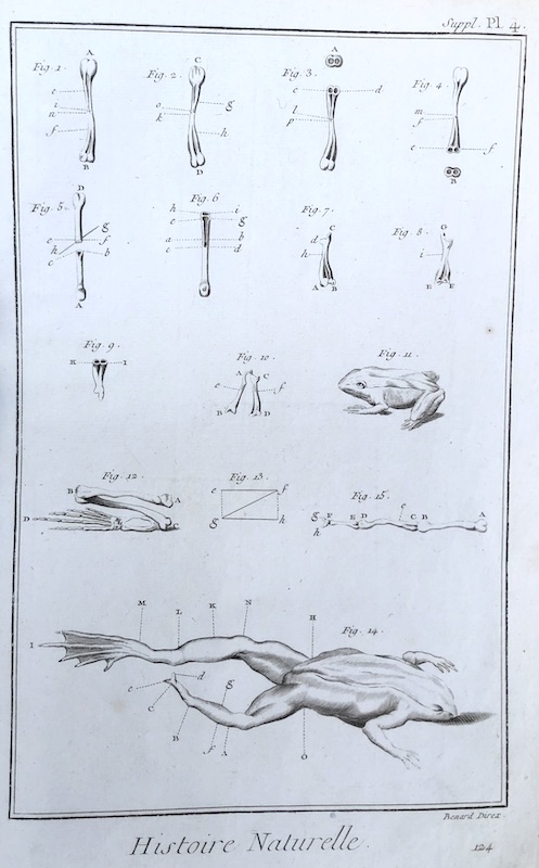 Reptiles - Histoire Naturelle (Rana) - Suppl. Pl. 4